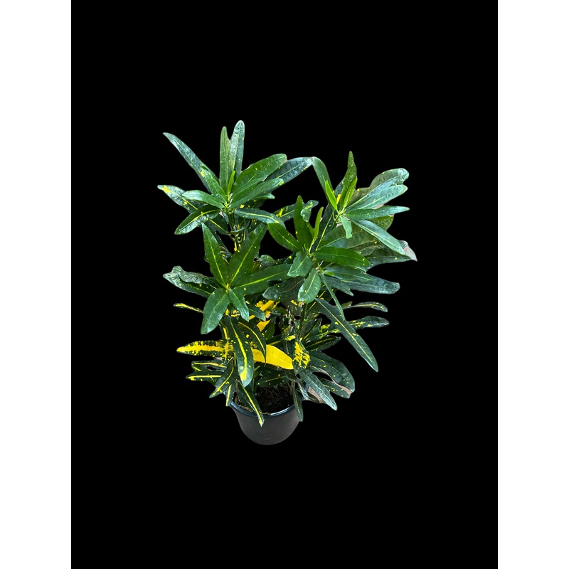 Croton ‘Gold Dust’|4″ Pot|6″ Pot|8″ Pot|10″ Pot