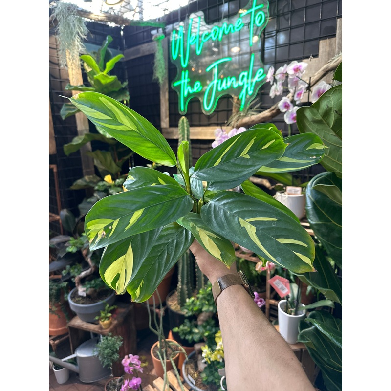 Ctenanthe lubbersiana (Calathea)