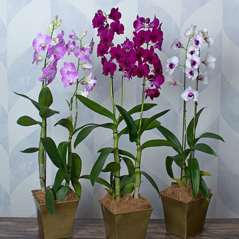 Dendrobium Orchids – Assorted|3.5″ Ceramic Pot Upgrade