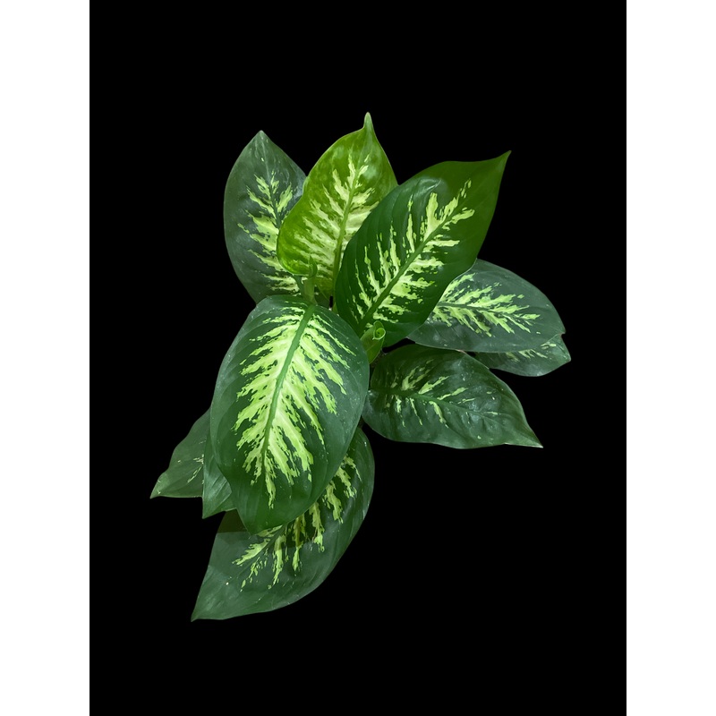 Dieffenbachia Tropic Snow|6″ Pot
