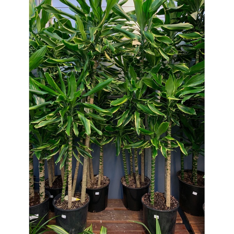 Dracaena Stednerii ‘Moonlight’