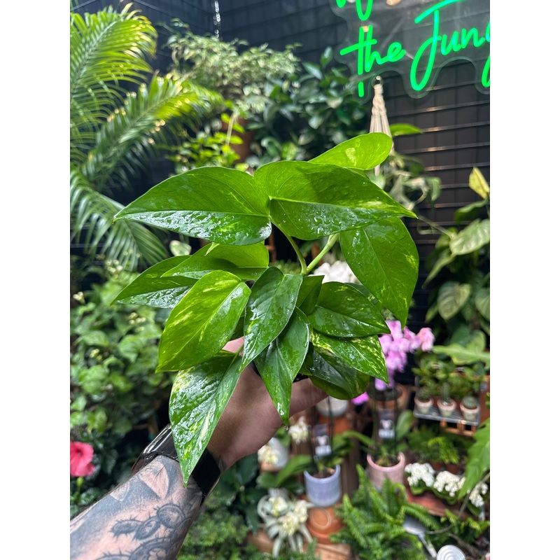 Epipremnum Aureum (Golden Pothos)