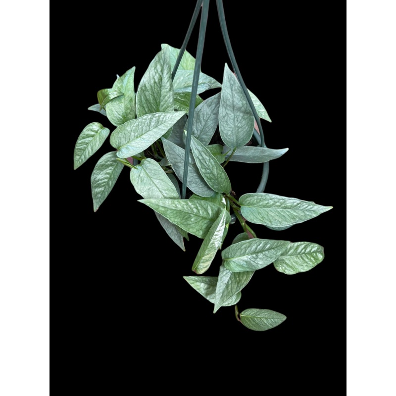 Epipremnum Cebu Blue|4″ Pot|6 Pot|6″ Pot – Hanging Basket