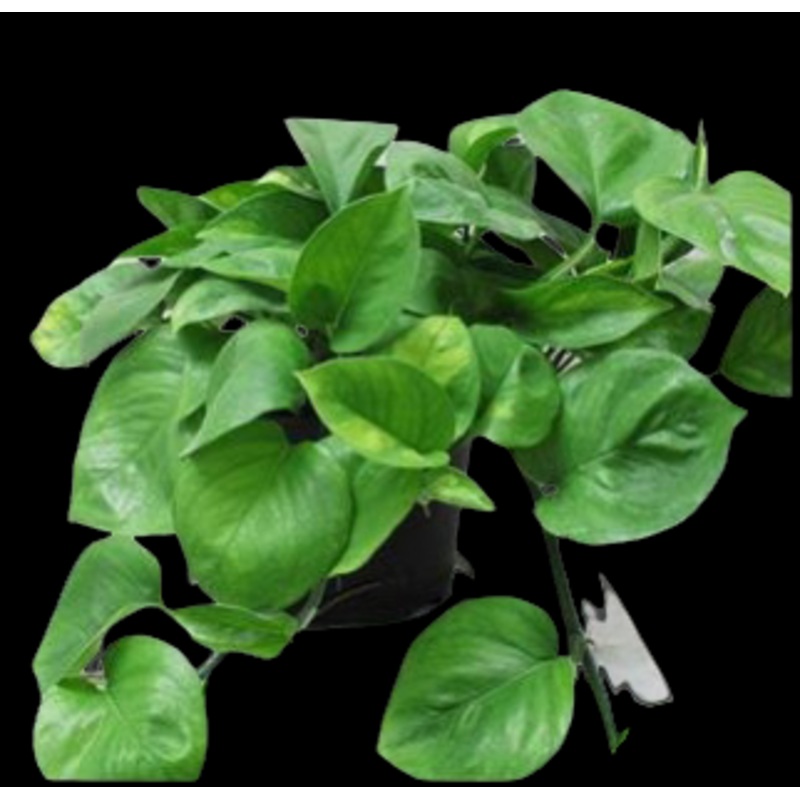 Epipremnum Global Green (Pothos)