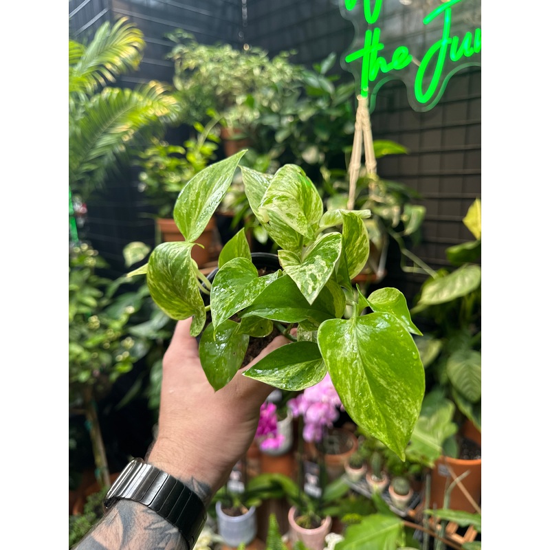 Epipremnum Marble Queen (Pothos)