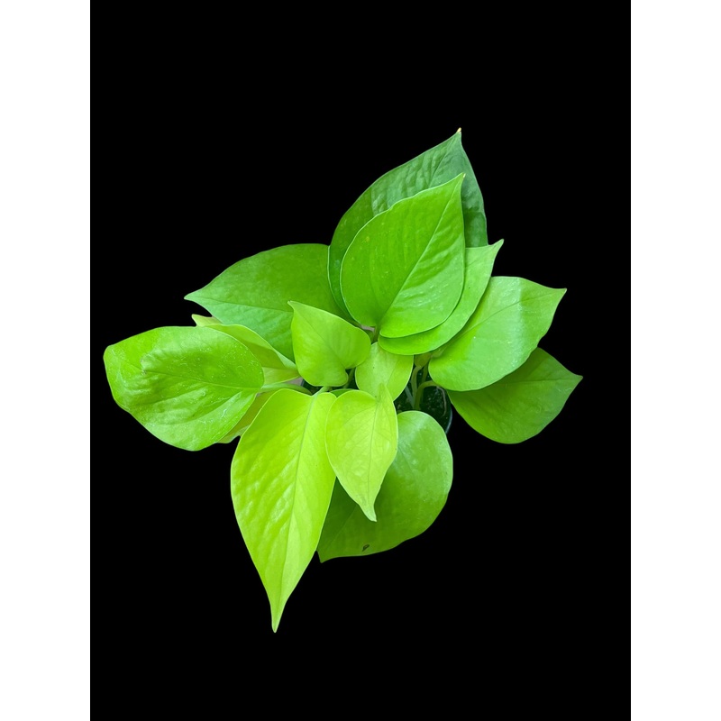 Epipremnum ‘Neon’ (Pothos)|4″ Pot|6″ Pot