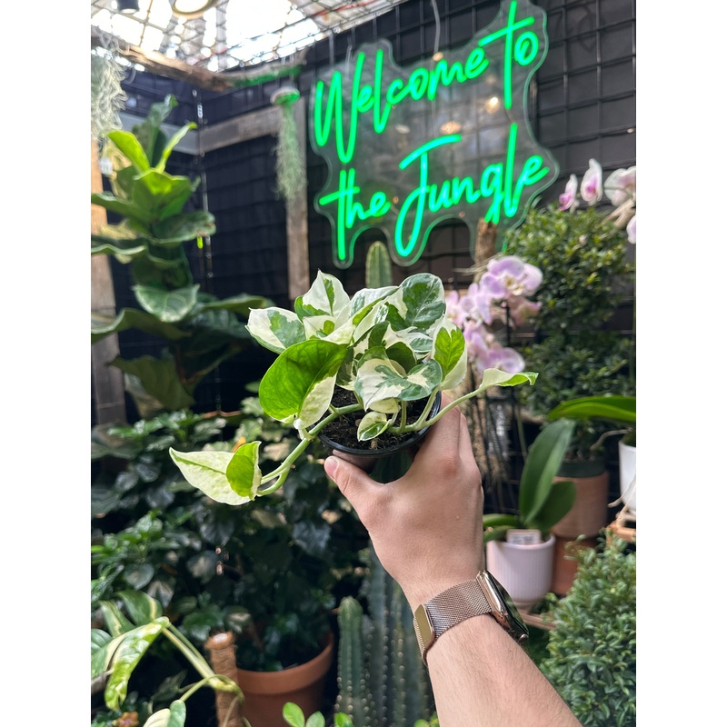 Epipremnum Pearls and Jade|4″ Pot|6″ Pot|6” Hanging Basket