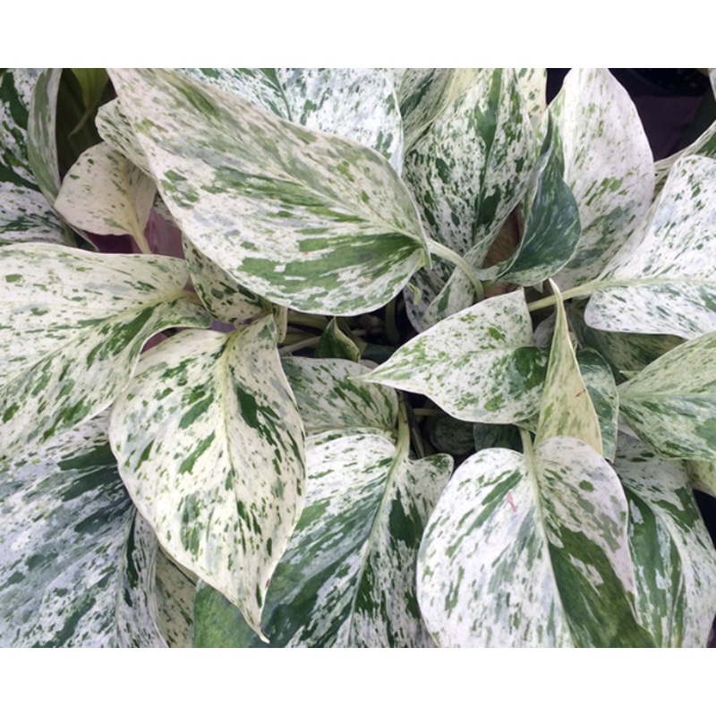 Epipremnum Snow Queen|4″ Pot|6″ Pot