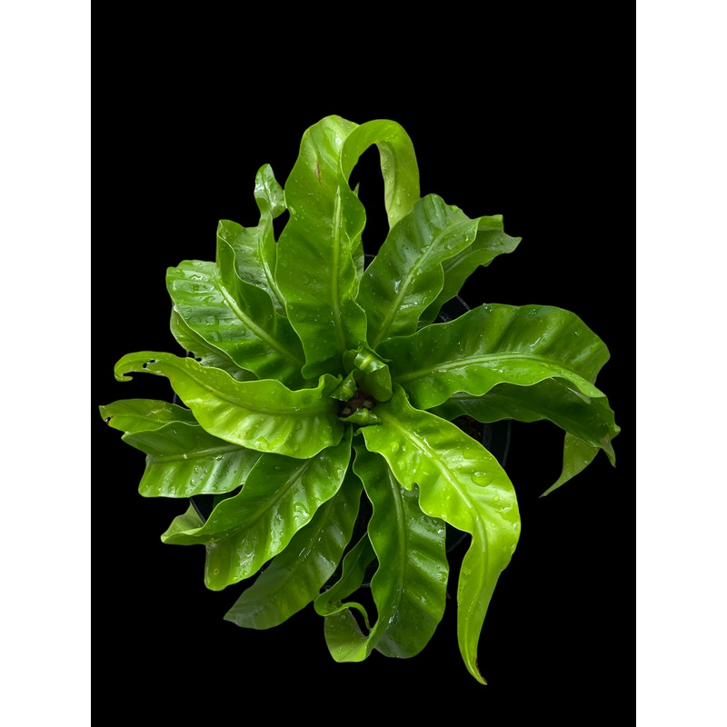 Fern – Asplenium Hurricane|4″ Pot|6″ Pot