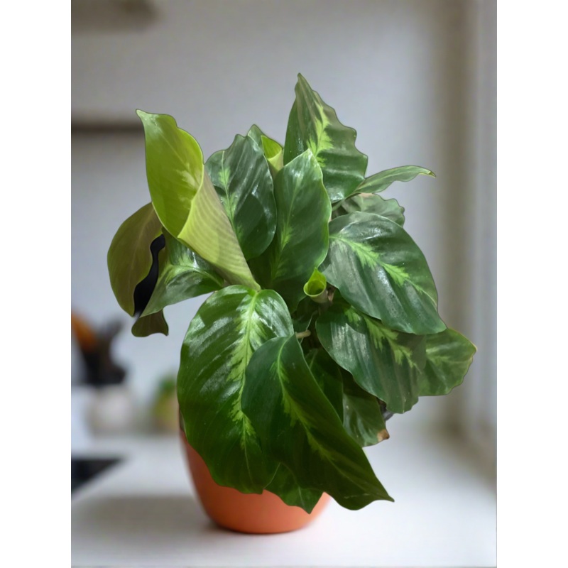 Goeppertia louisae ‘Misto’ (Calathea)
