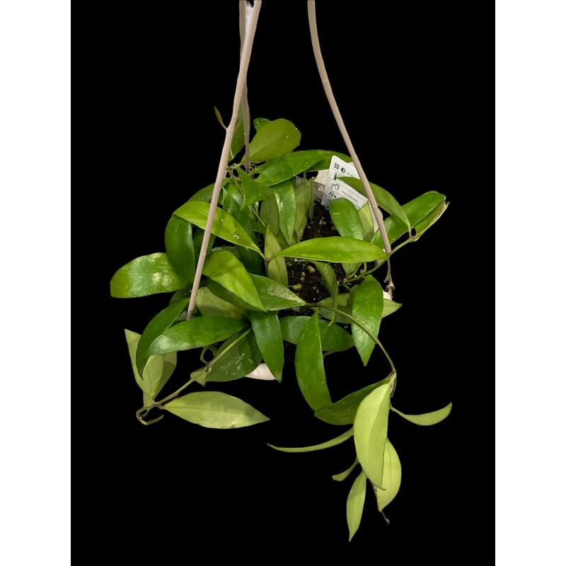 Hoya Gracilis|4″ Pot|6″ Hanging Basket