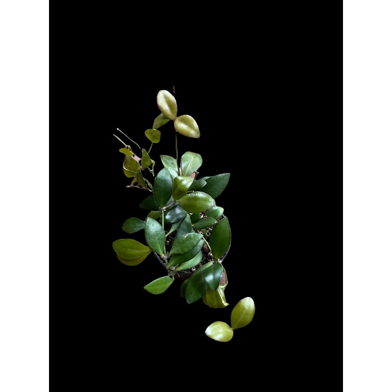 Hoya Leytensis|4″ Pot