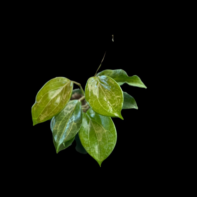 Hoya Quinquenervia|4 Pot