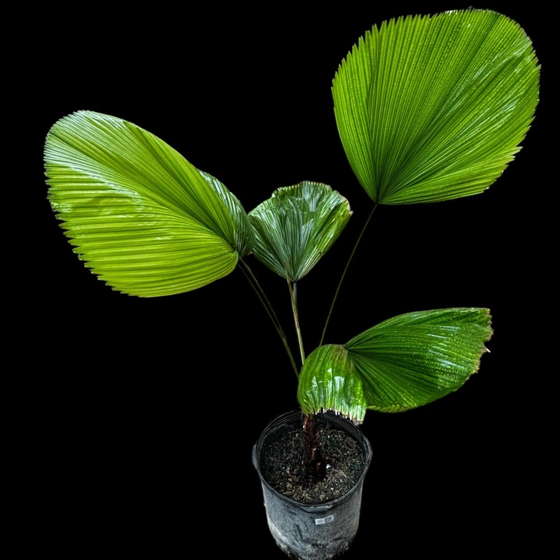 Licuala Grandis|10″ Pot|14″ Pot