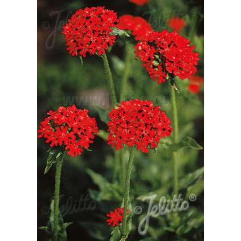 Lychnis chalcedonica