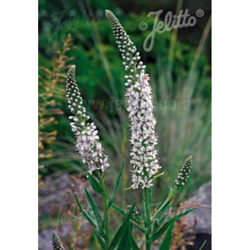 Lysimachia ephemerum