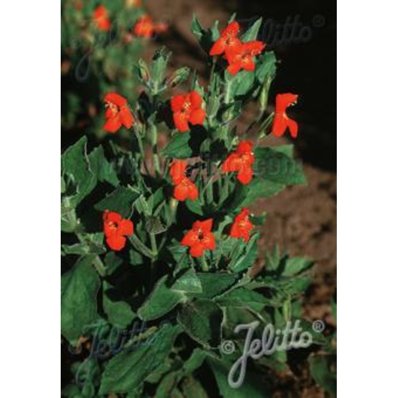 Mimulus cardinalis AGM