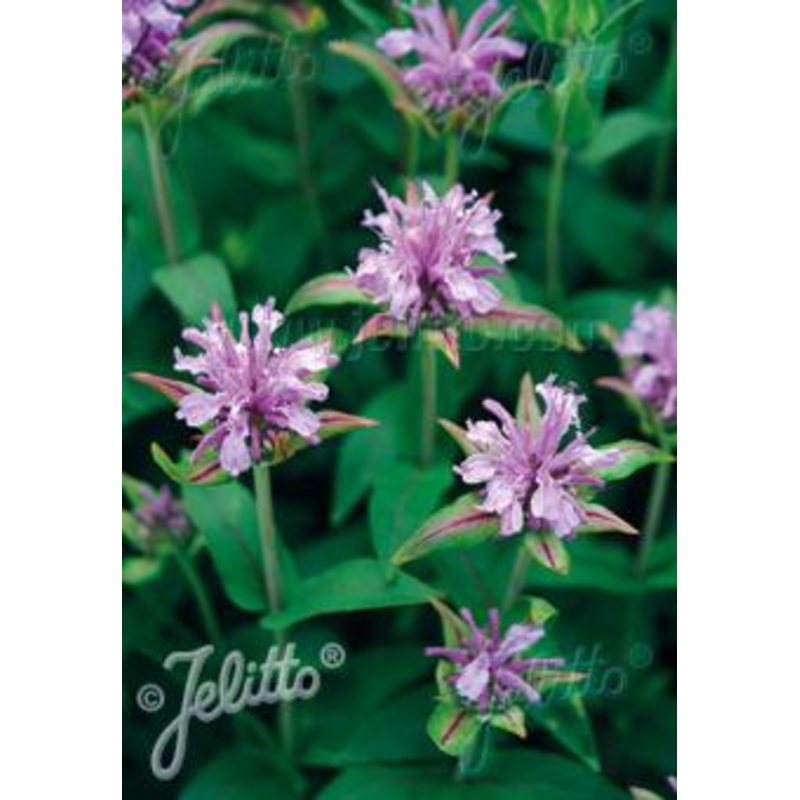 Monarda fistulosa