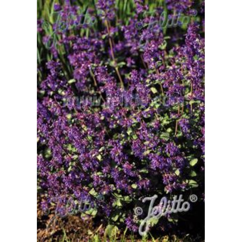 Nepeta racemosa Felix