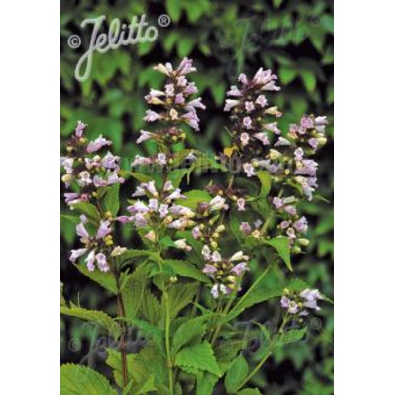 Nepeta subsessilis Pink Dreams