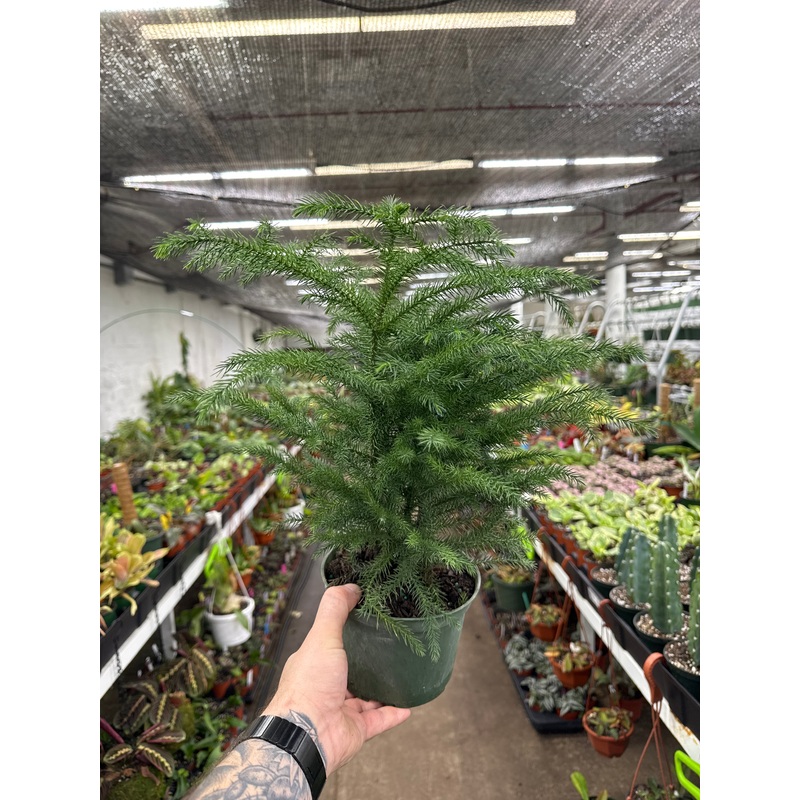 Norfolk Island Pine (Araucaria)