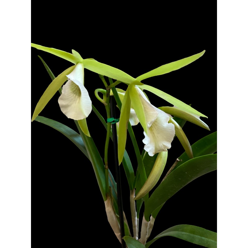 Orchid – Brassavola nodosa|4″ Pot