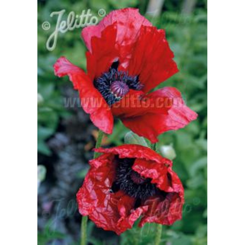 Papaver Beauty of  Livermere