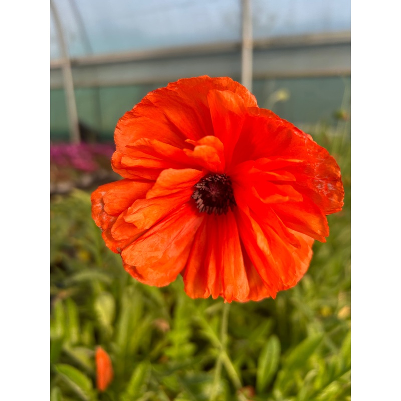 Papaver May Queen