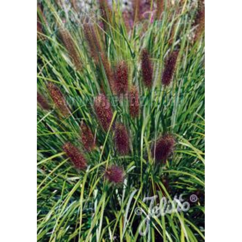 Pennisetum alopecuroides viridescens