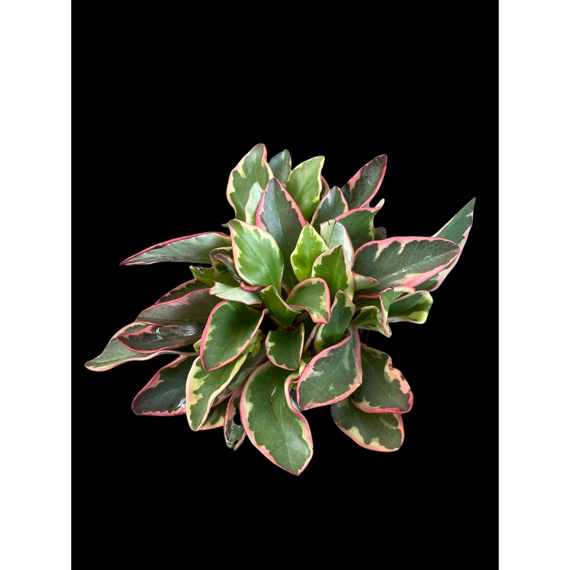 Peperomia clusiifolia (Ginny)|4″ Pot|5″ Pot|6″ Pot