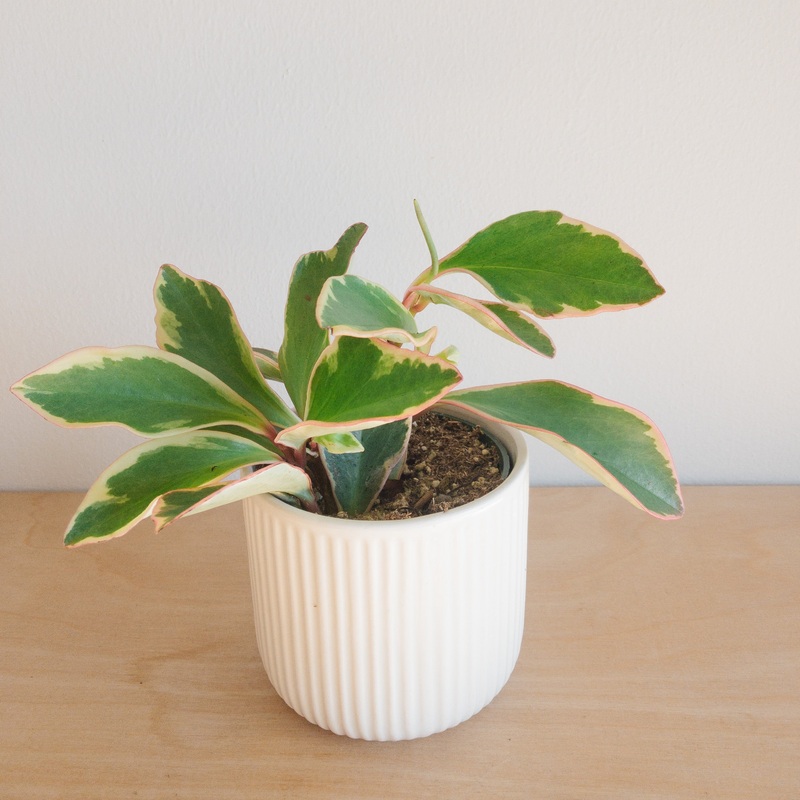Peperomia Ginny|4 inch
