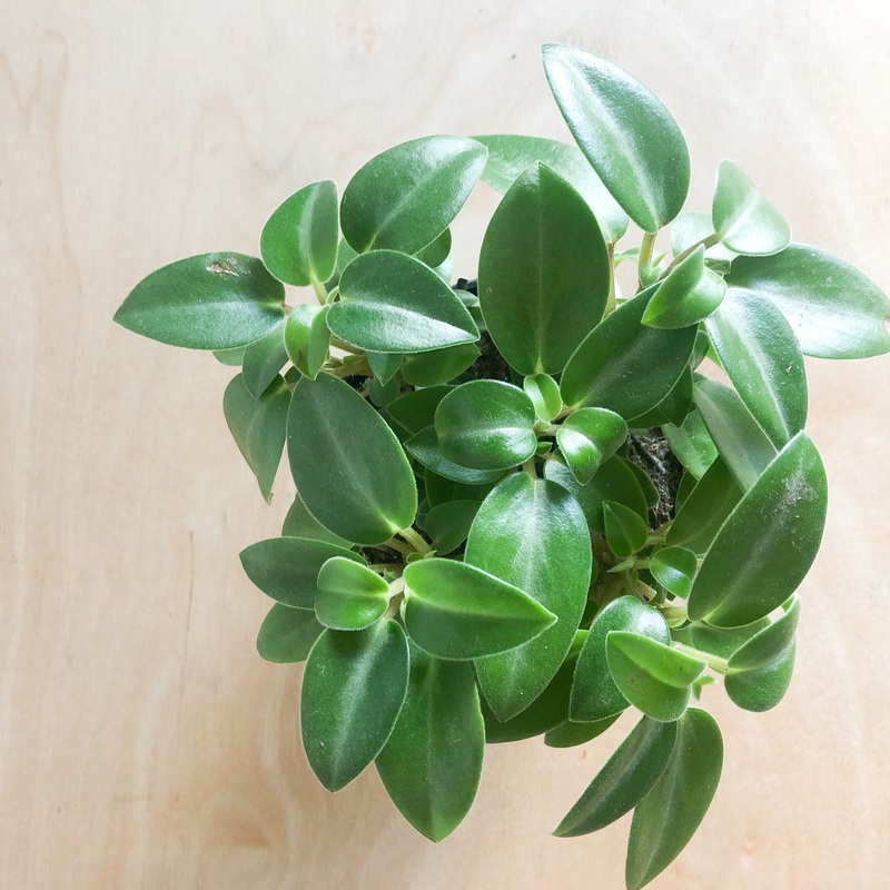 Peperomia orba|4 inch