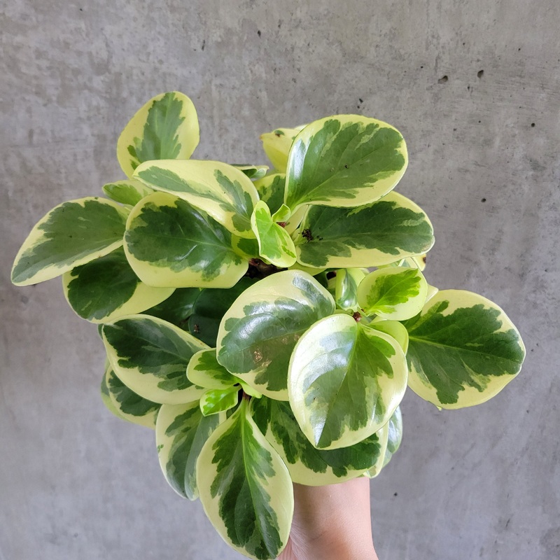 Peperomia Pepperface|2 inch|4 inch|5 inch|6 inch