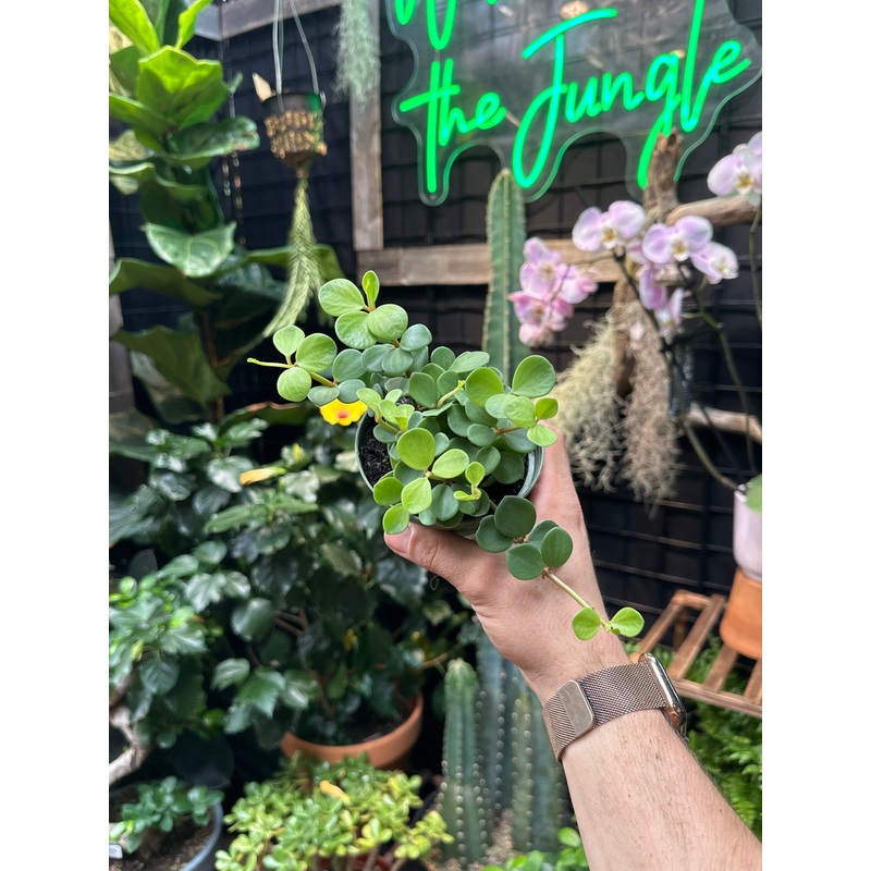 Peperomia tetraphylla (Hope)|4″ Pot|6″ Hanging Basket