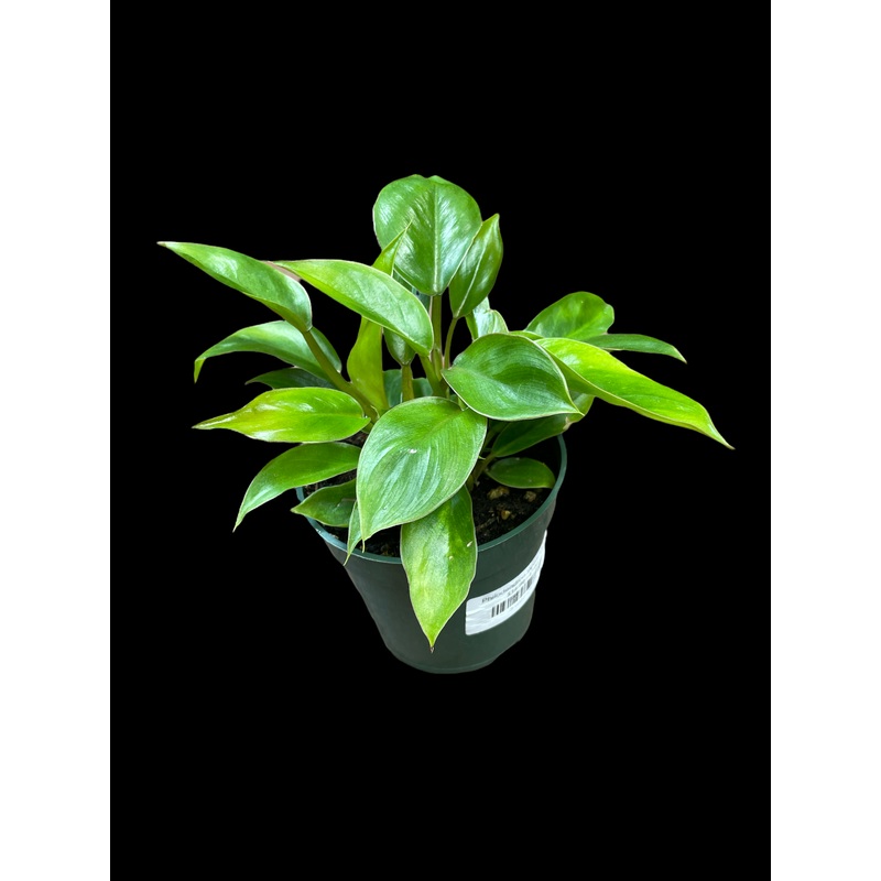 Philodendron ‘Apple Green’|4″ Pot|6 Pot|8″ Pot