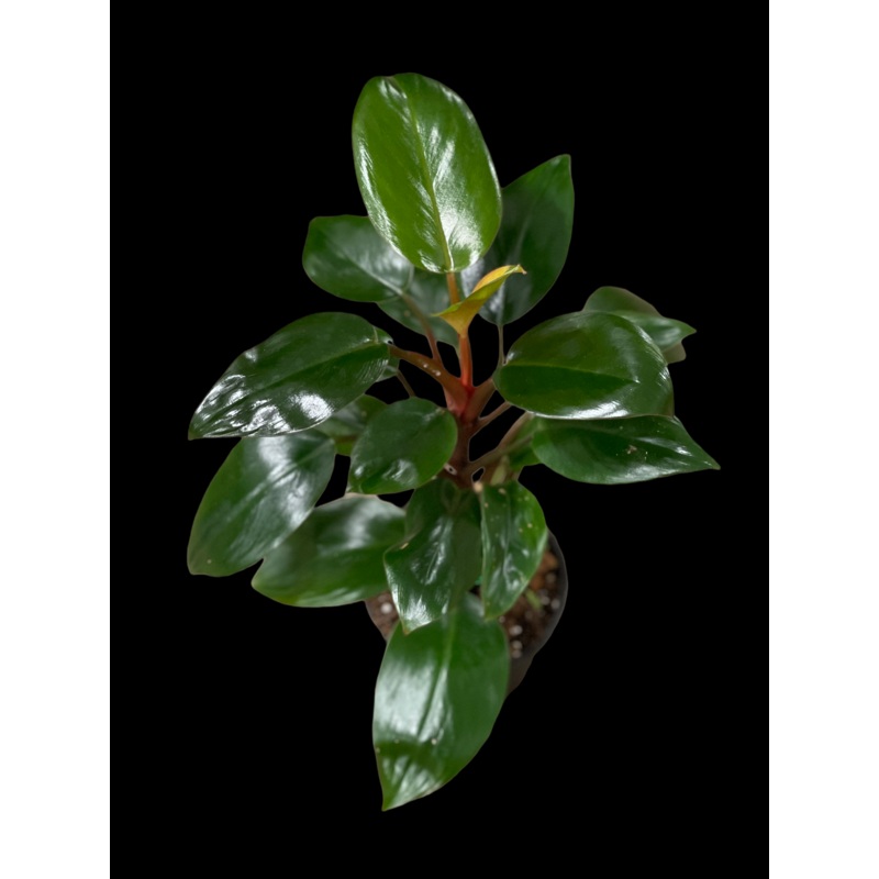 Philodendron Dwarf Rojo Congo|4″ Pot|5″ Pot|8″ Pot