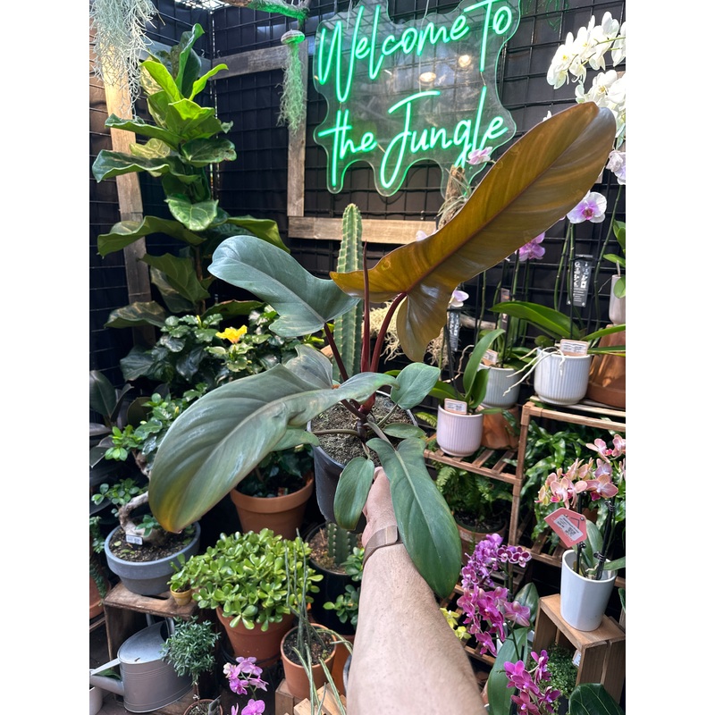 Philodendron Florida Bronze|6″ Pot