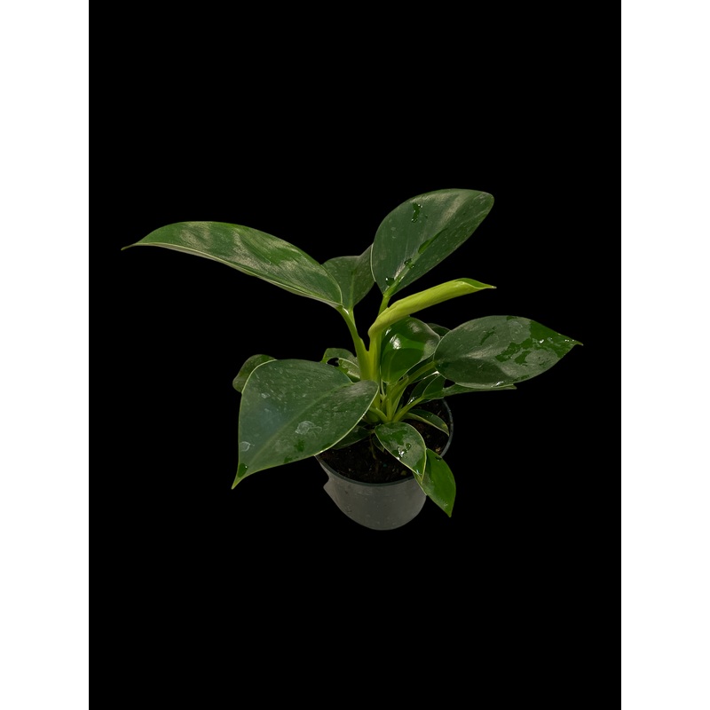 Philodendron Green Princess|4″ Pot|6″ Pot|7.5″ Pot