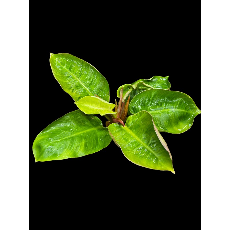 Philodendron Lemon (Indonesia Hybrid)