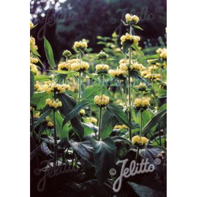 Phlomis russeliana