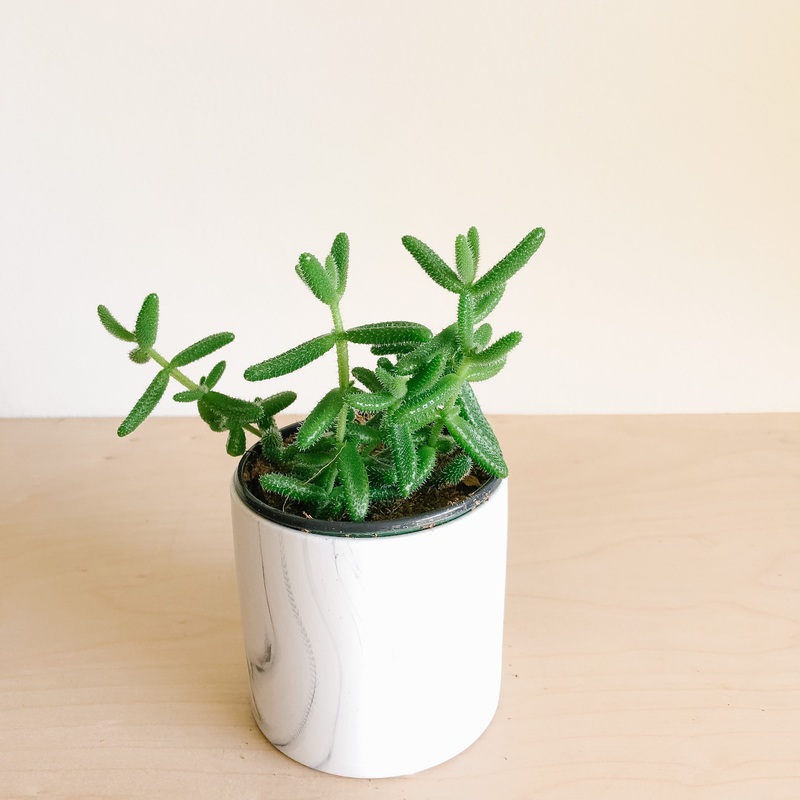 Pickle Plant|2 inch|4 inch