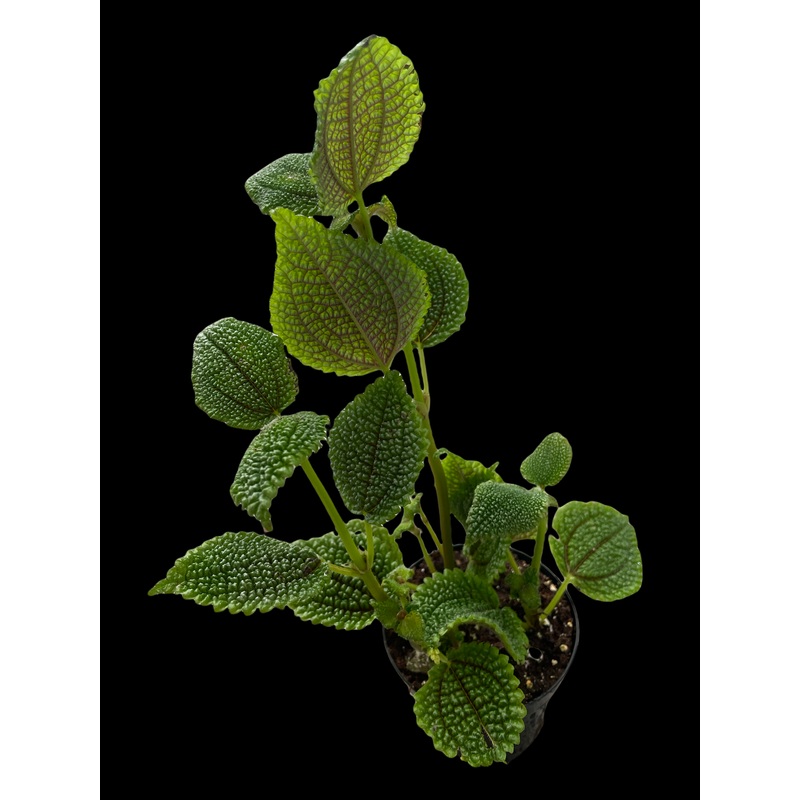 Pilea Mollis (Moon Valley)|4″ Pot