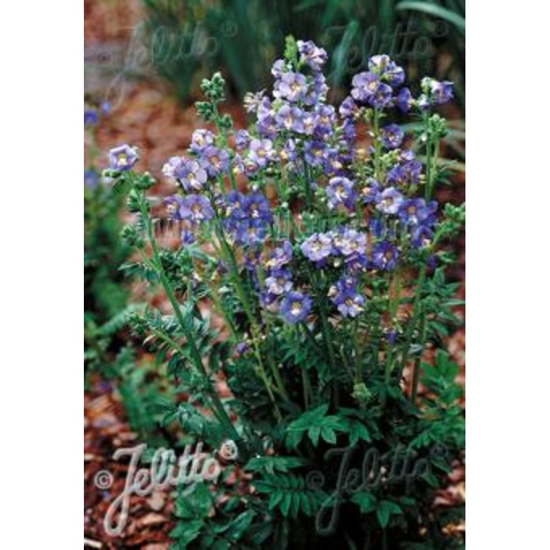 Polemonium Heavenly Habbit