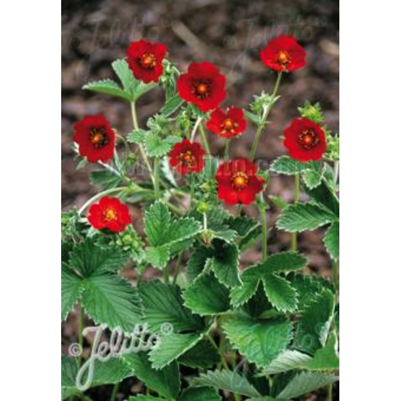 Potentilla Scarlet Starlit