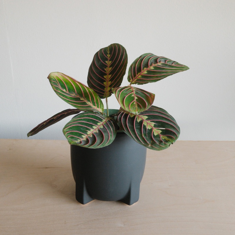 Red Maranta|2 inch|4 inch|6 inch (Hanging Basket)