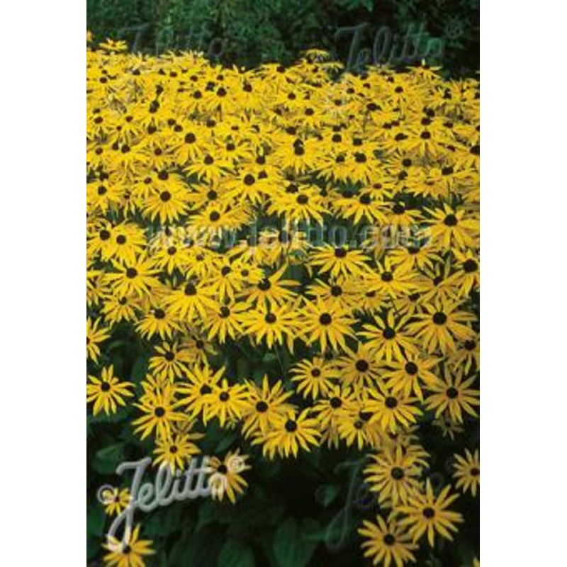 Rudbeckia Goldsturm