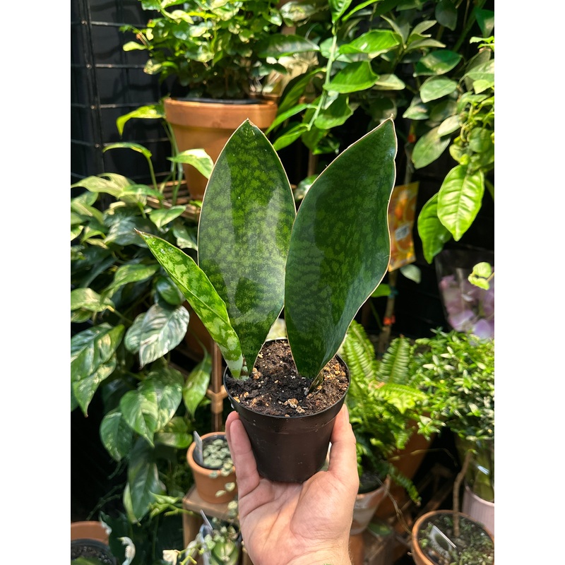 Sansevieria Masoniana ‘Whale’s Fin’