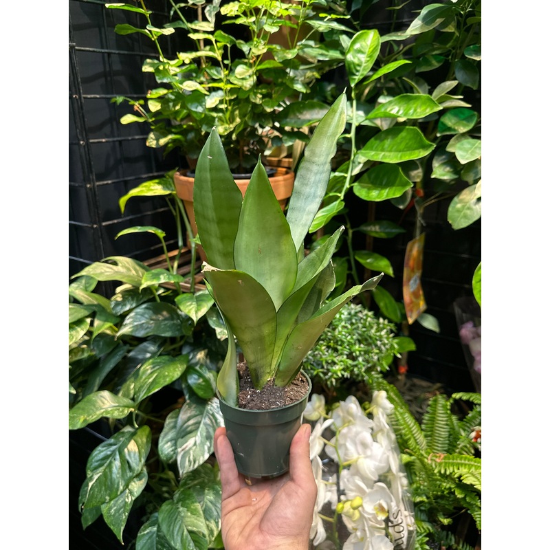 Sansevieria Moonshine|4″ Pot|6″ Pot