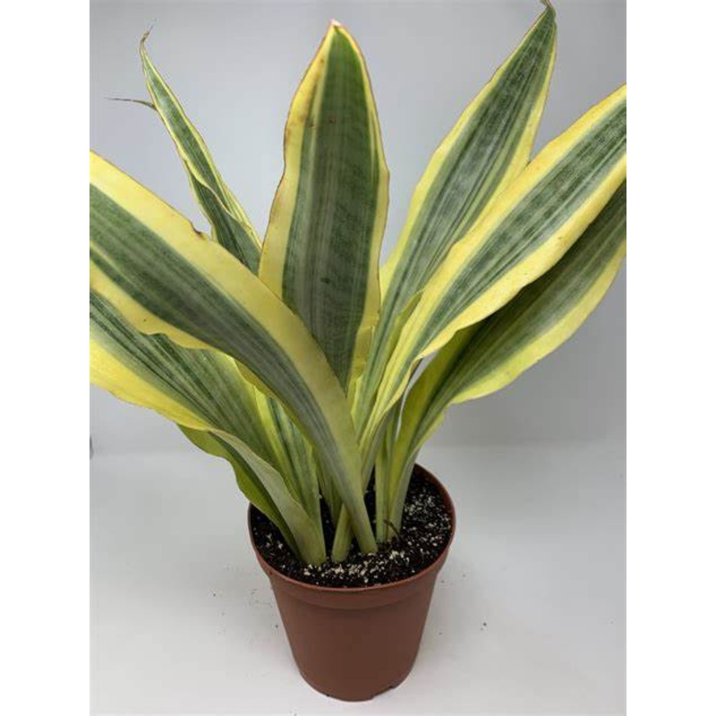 Sansevieria Yellowstone|6″ Pot