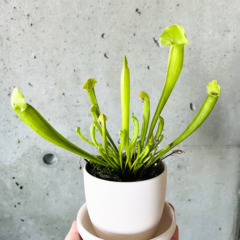 Sarracenia Assorted|2 inch|3.5 inch